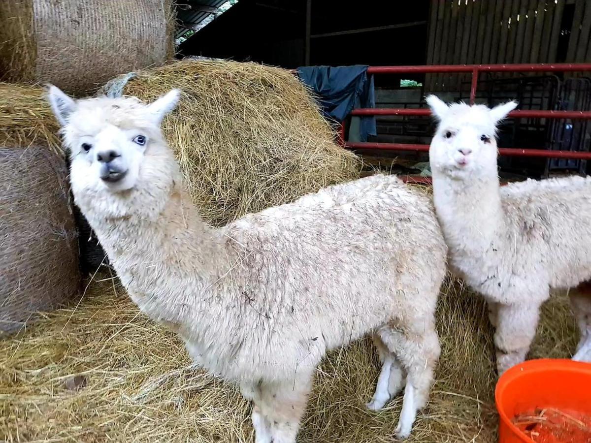 Foxglove Accommodation Craven Arms Esterno foto