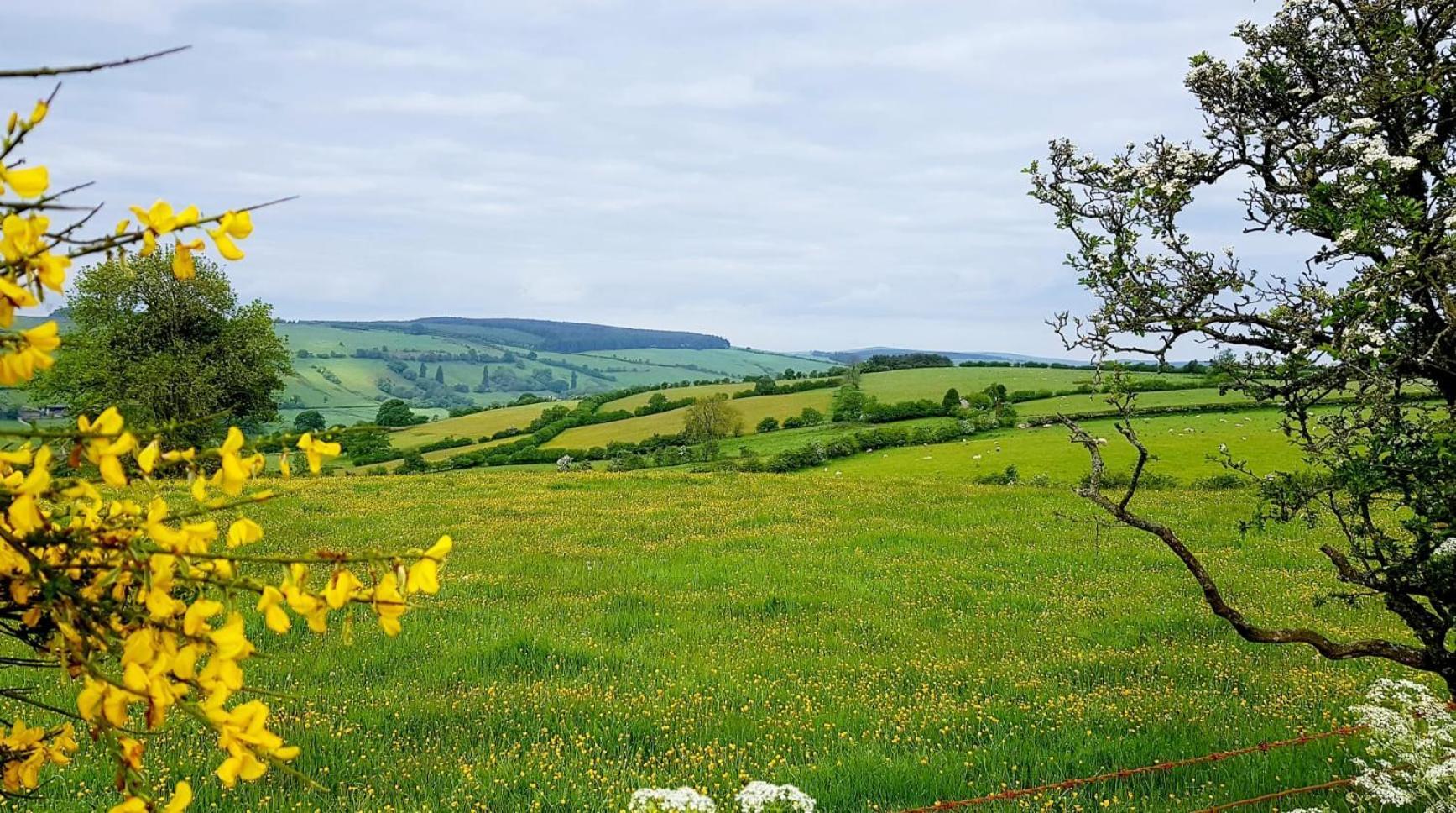 Foxglove Accommodation Craven Arms Esterno foto