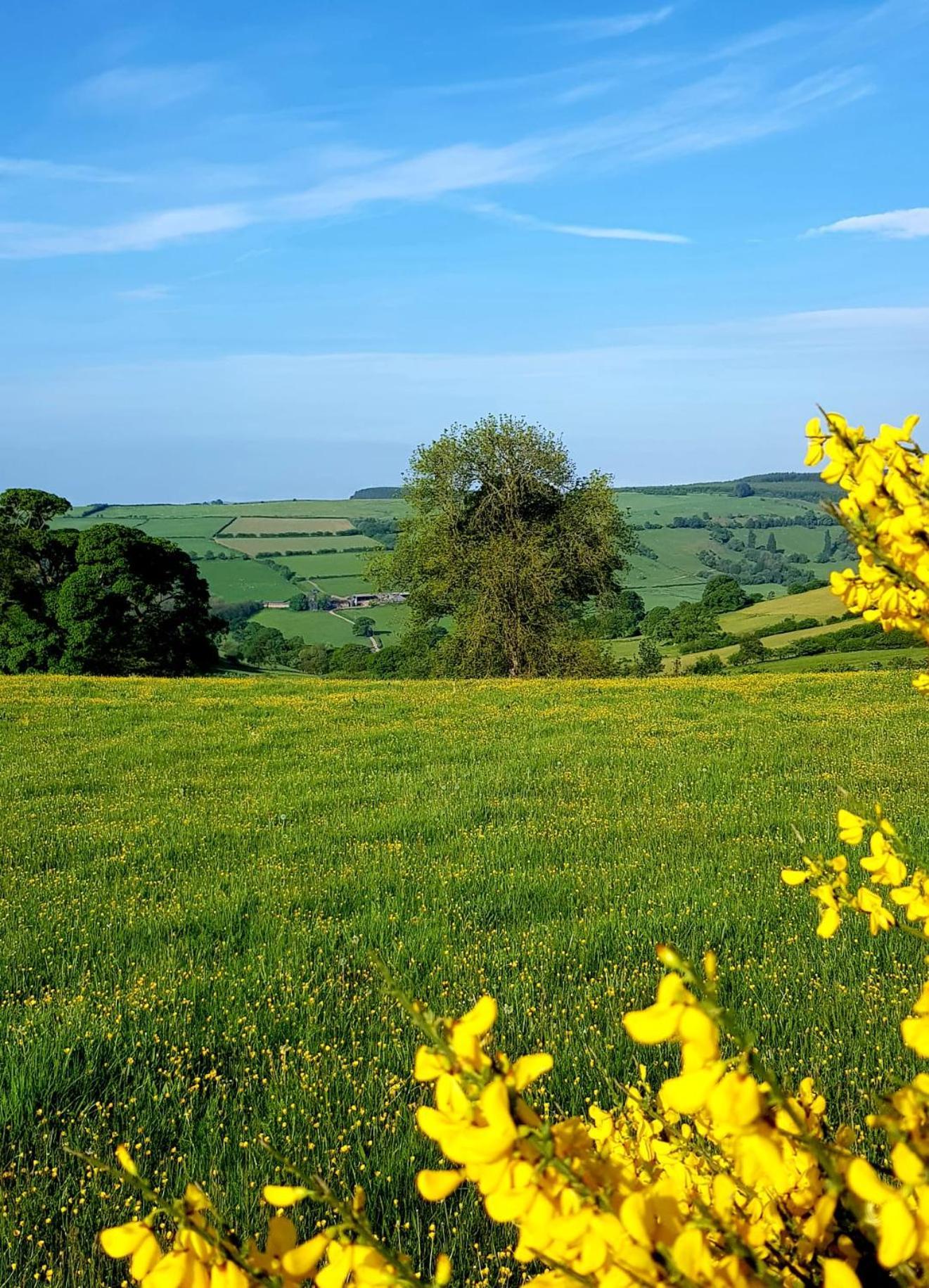 Foxglove Accommodation Craven Arms Esterno foto