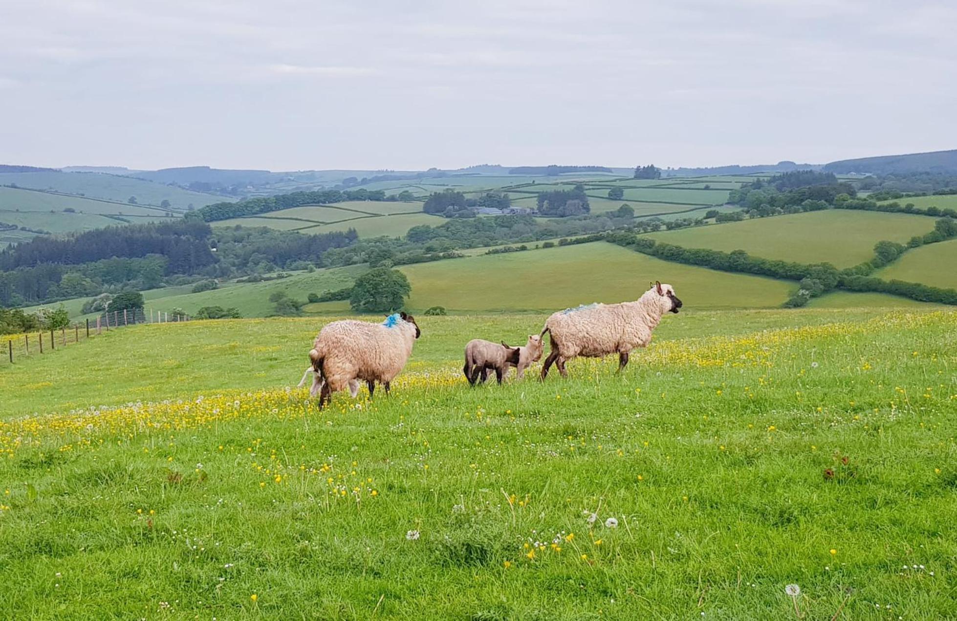 Foxglove Accommodation Craven Arms Esterno foto