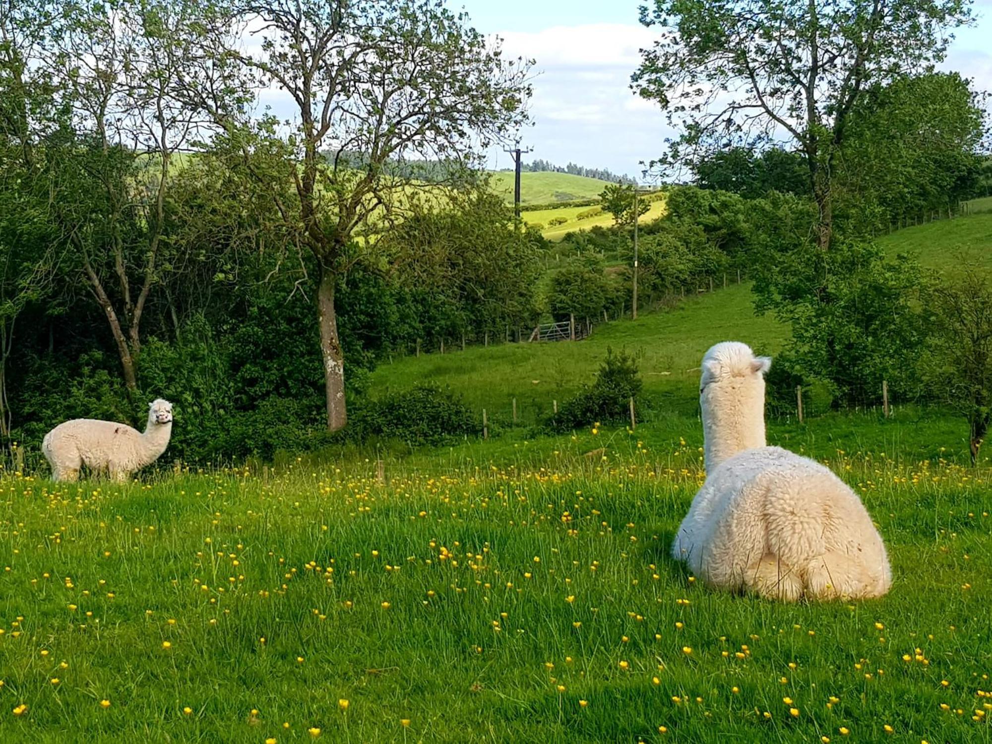 Foxglove Accommodation Craven Arms Esterno foto